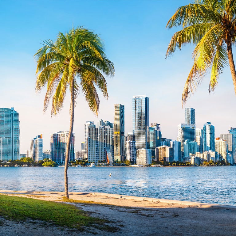 a palm tree in front of a body of water