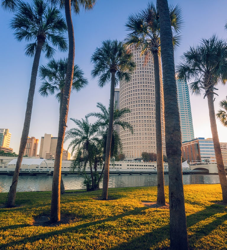 a tree in front of a palm tree